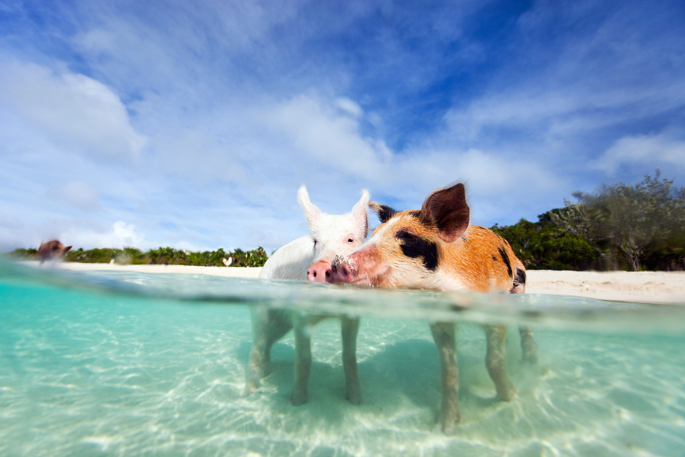 two pigs in the water at a Bahamas beach on a sunny day