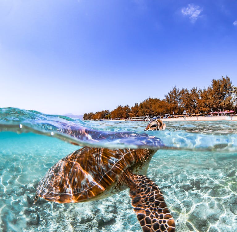 A stunning underwater shot of a sea turtle swimming near the beach