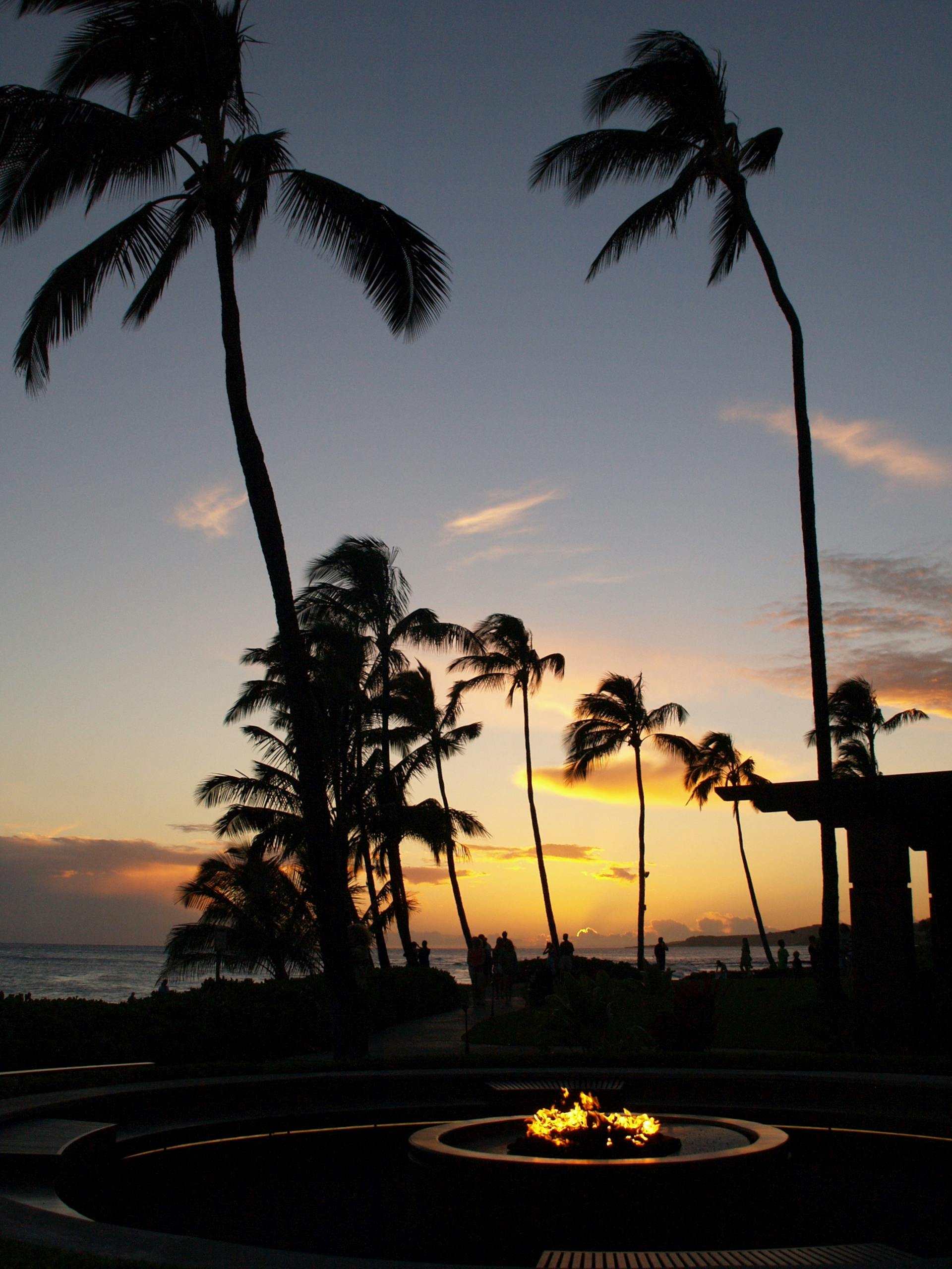 Silhouetted palm trees at a Hawaiian beach create a stunning sunset view.