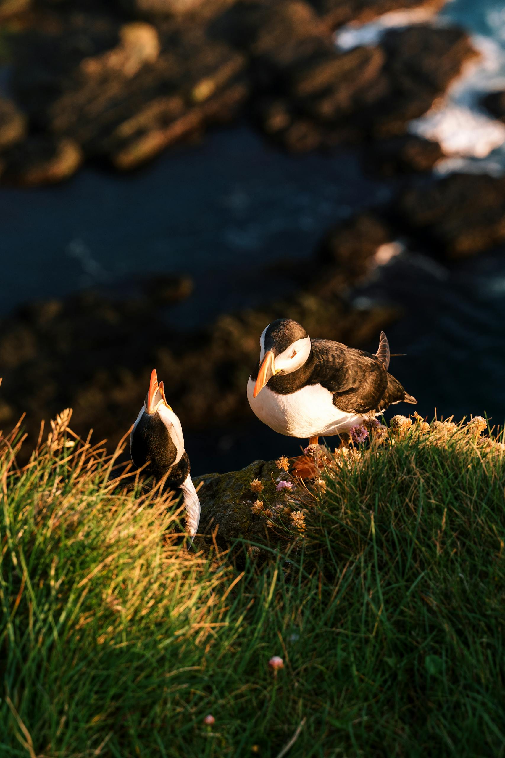 Charming Atlantic puffins perched on the grassy cliffs of Iceland during sunset.